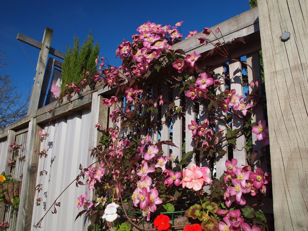 Annies Nirvana Lodge Backpackers Takaka Esterno foto